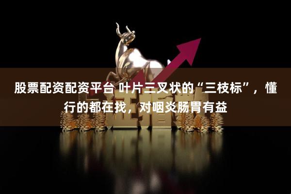 股票配资配资平台 叶片三叉状的“三枝标”，懂行的都在找，对咽炎肠胃有益